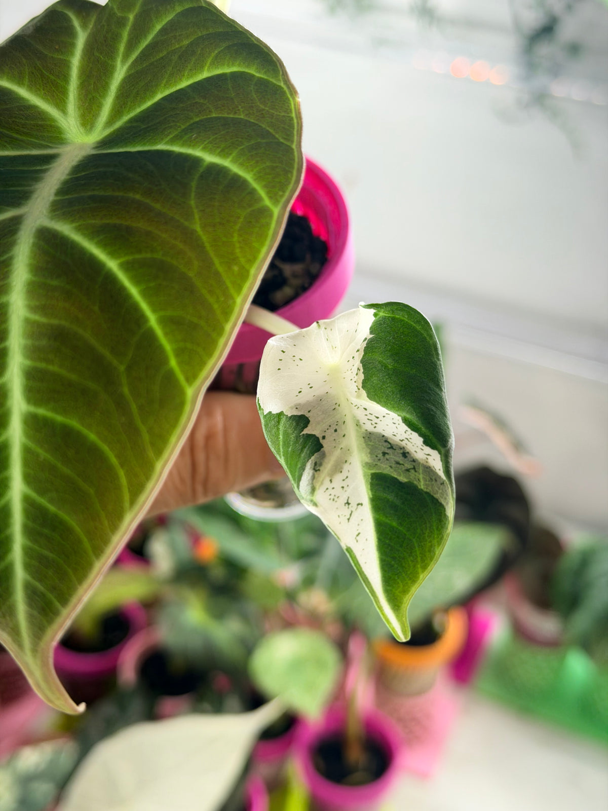 Alocasia reginula 'Black Velvet' Dalmatian, cream and white flecks on matte near-black foliage