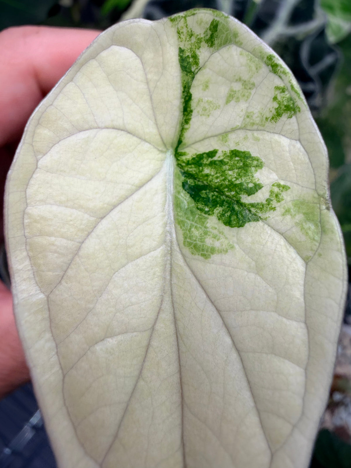 Alocasia baginda 'Dragon Scale' Tri-Colour, cream albo, golden aurea and pink on quilted leaves