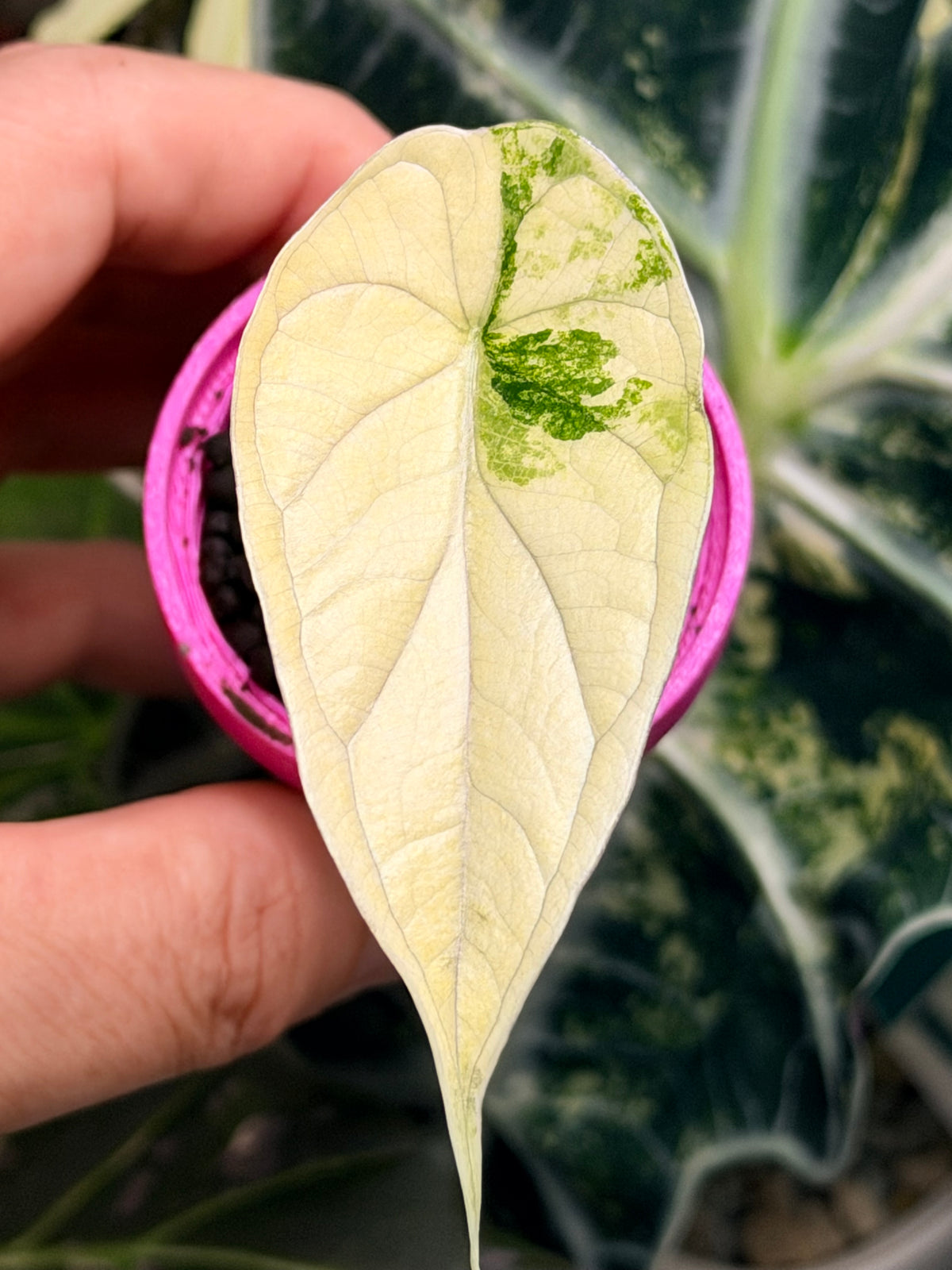 Alocasia baginda 'Dragon Scale' Tri-Colour, cream albo, golden aurea and pink on quilted leaves