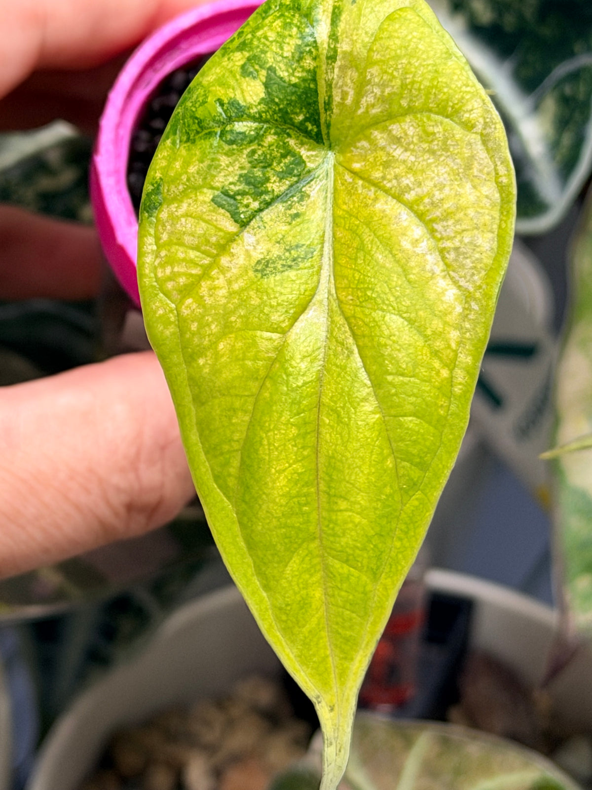 Alocasia baginda 'Dragon Scale' Tri-Colour, cream albo, golden aurea and pink on quilted leaves