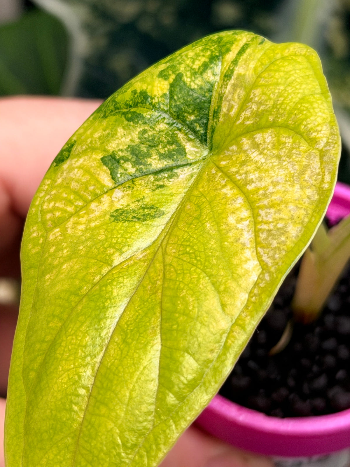 Alocasia baginda 'Dragon Scale' Tri-Colour, cream albo, golden aurea and pink on quilted leaves