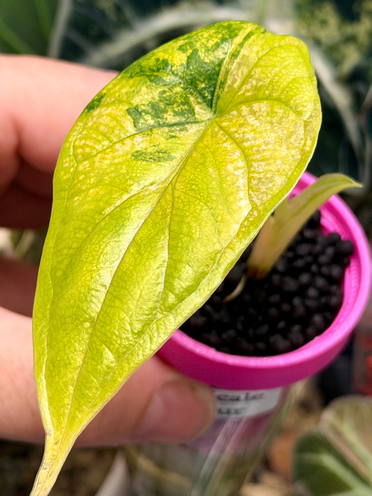 Alocasia baginda 'Dragon Scale' Tri-Colour, cream albo, golden aurea and pink on quilted leaves