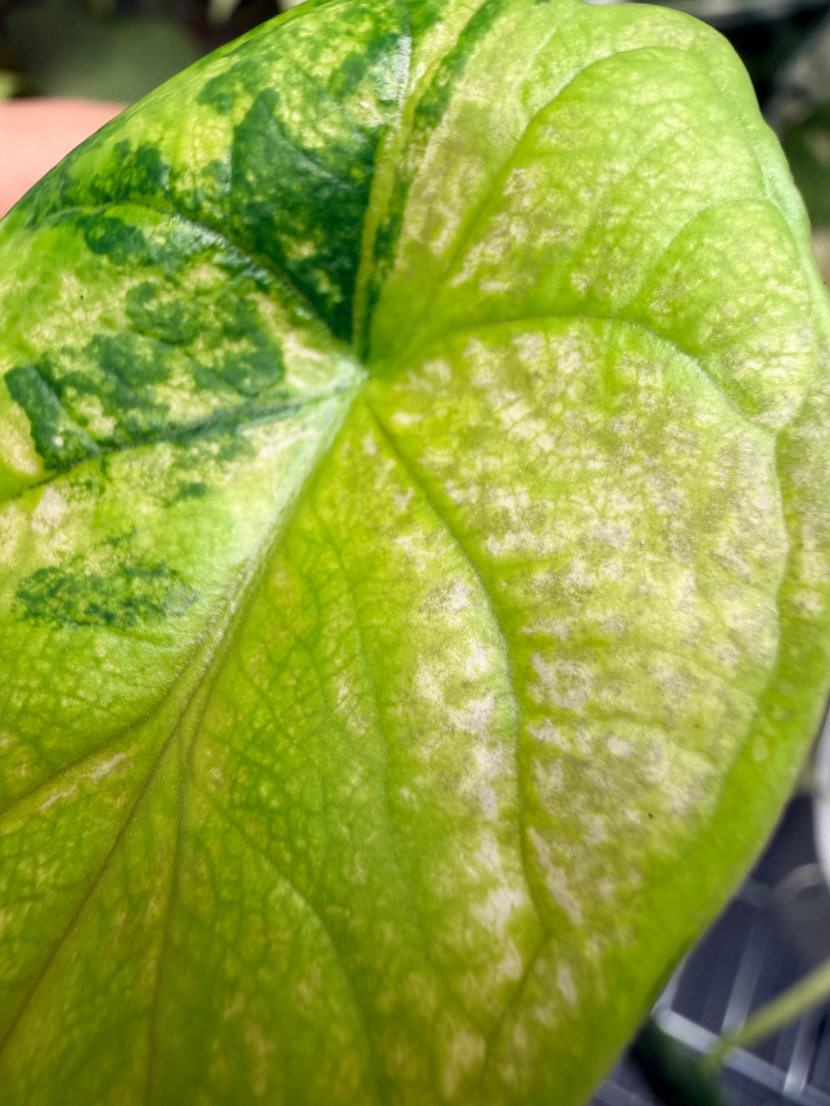 Alocasia baginda 'Dragon Scale' Tri-Colour, cream albo, golden aurea and pink on quilted leaves