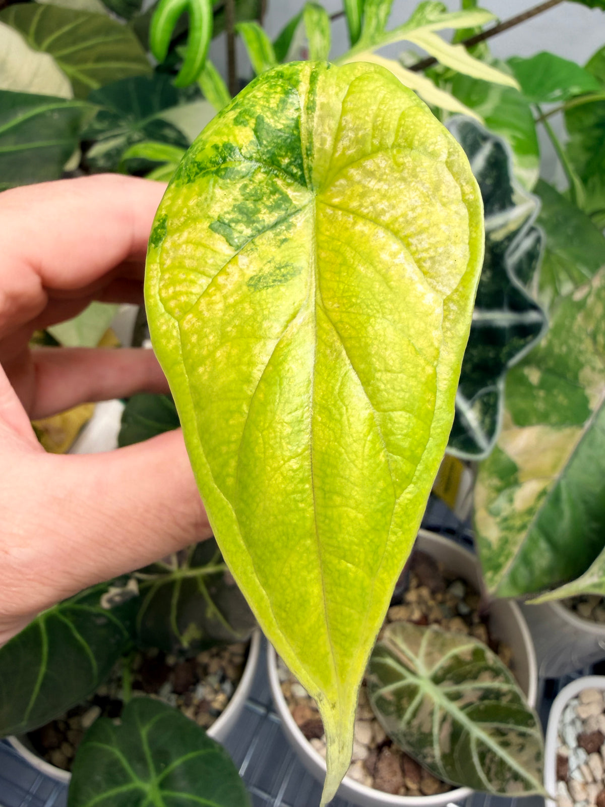 Alocasia baginda 'Dragon Scale' Tri-Colour, cream albo, golden aurea and pink on quilted leaves