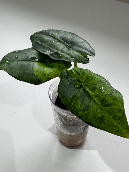 ALOCASIA REGINEA AUREA