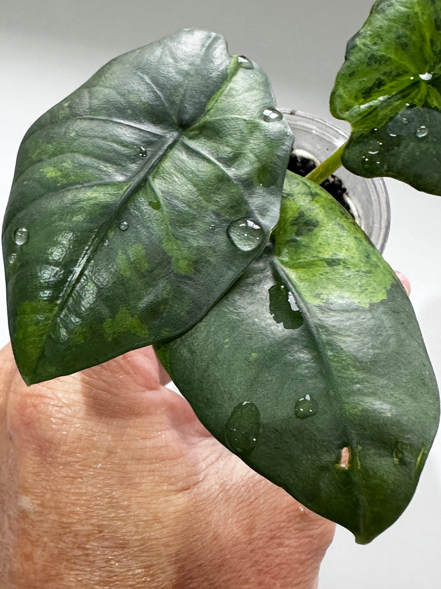 Alocasia Reginea Aurea