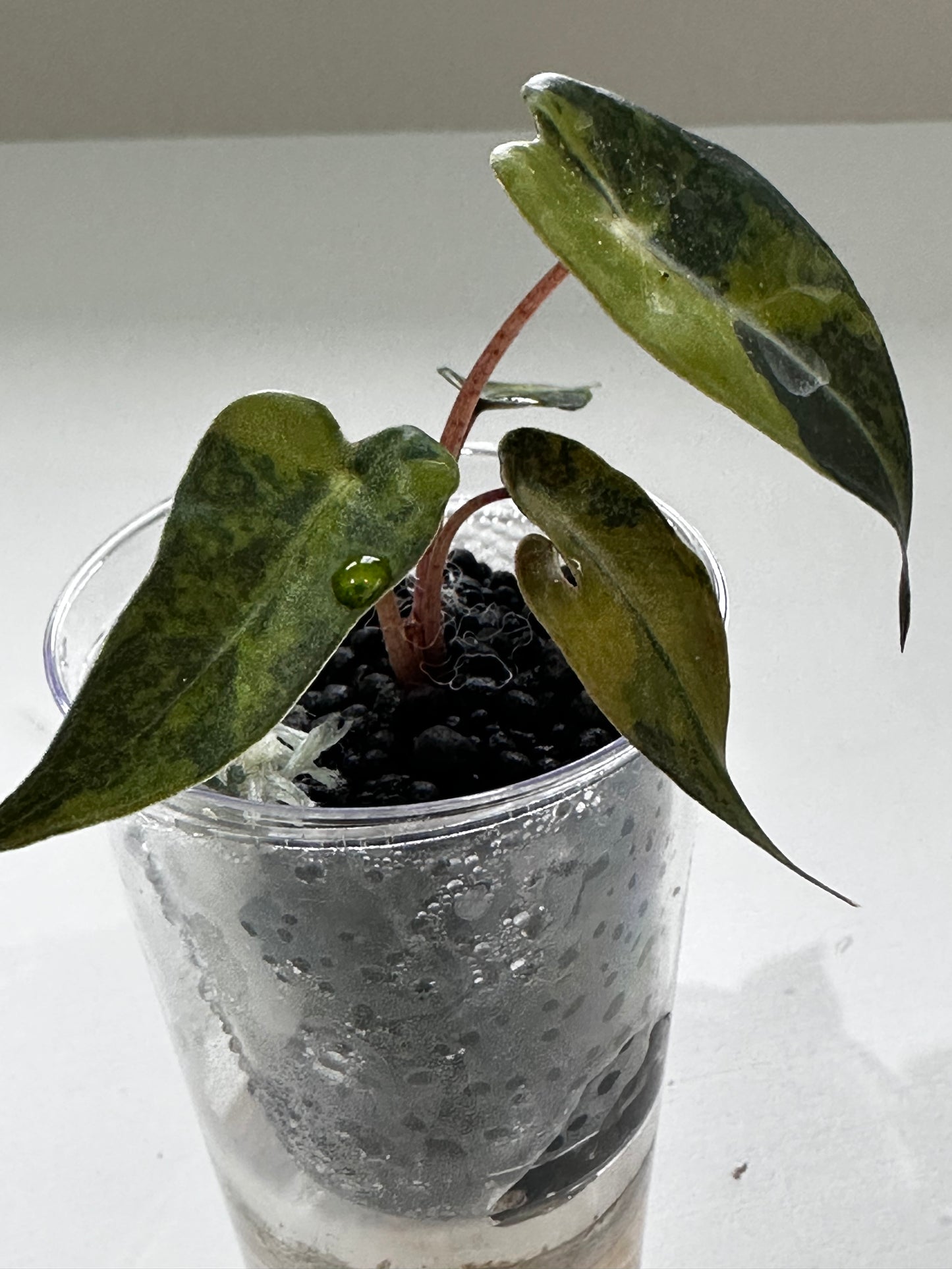 Alocasia Bambino Aurea