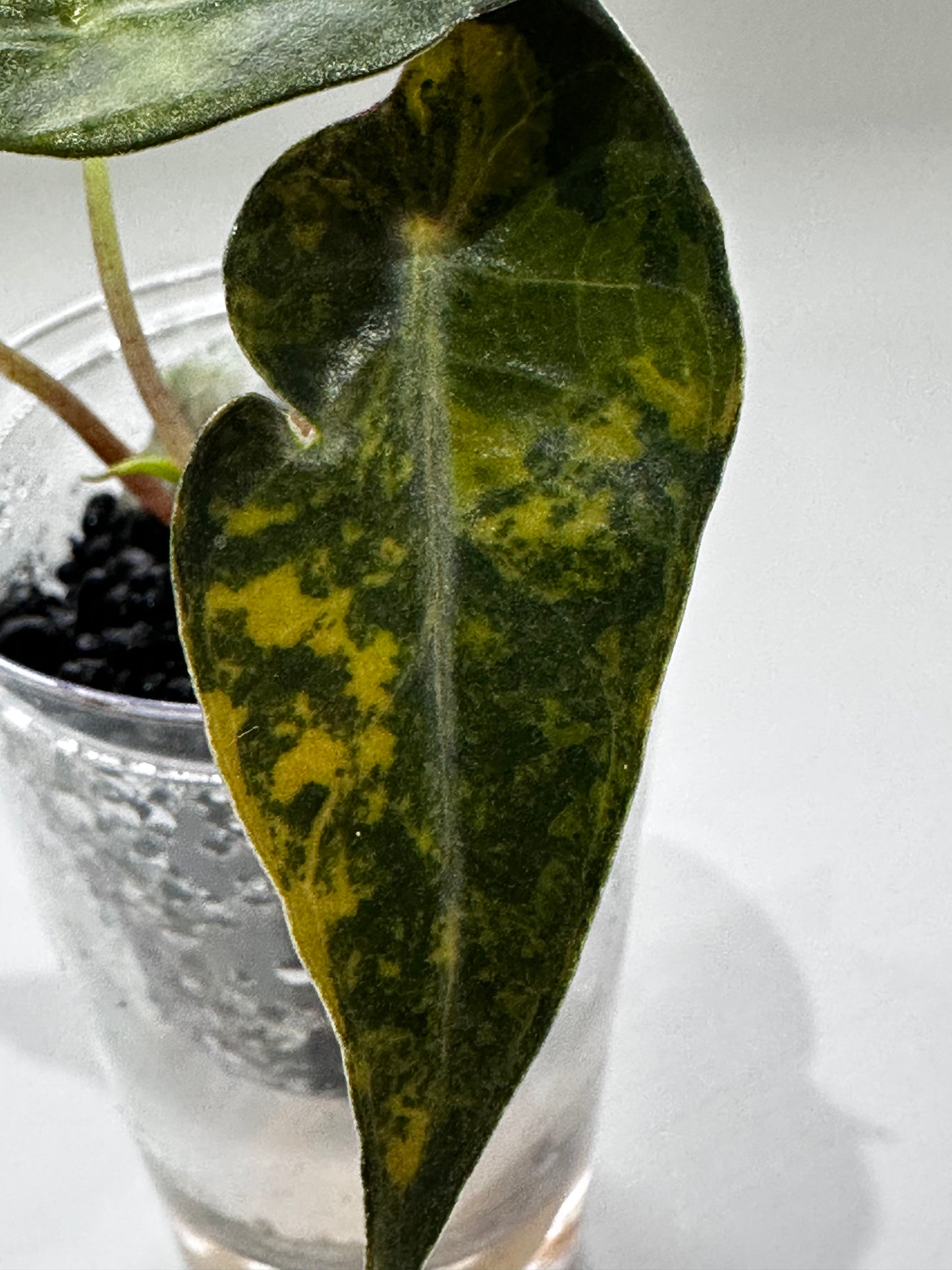 Alocasia Bambino Aurea