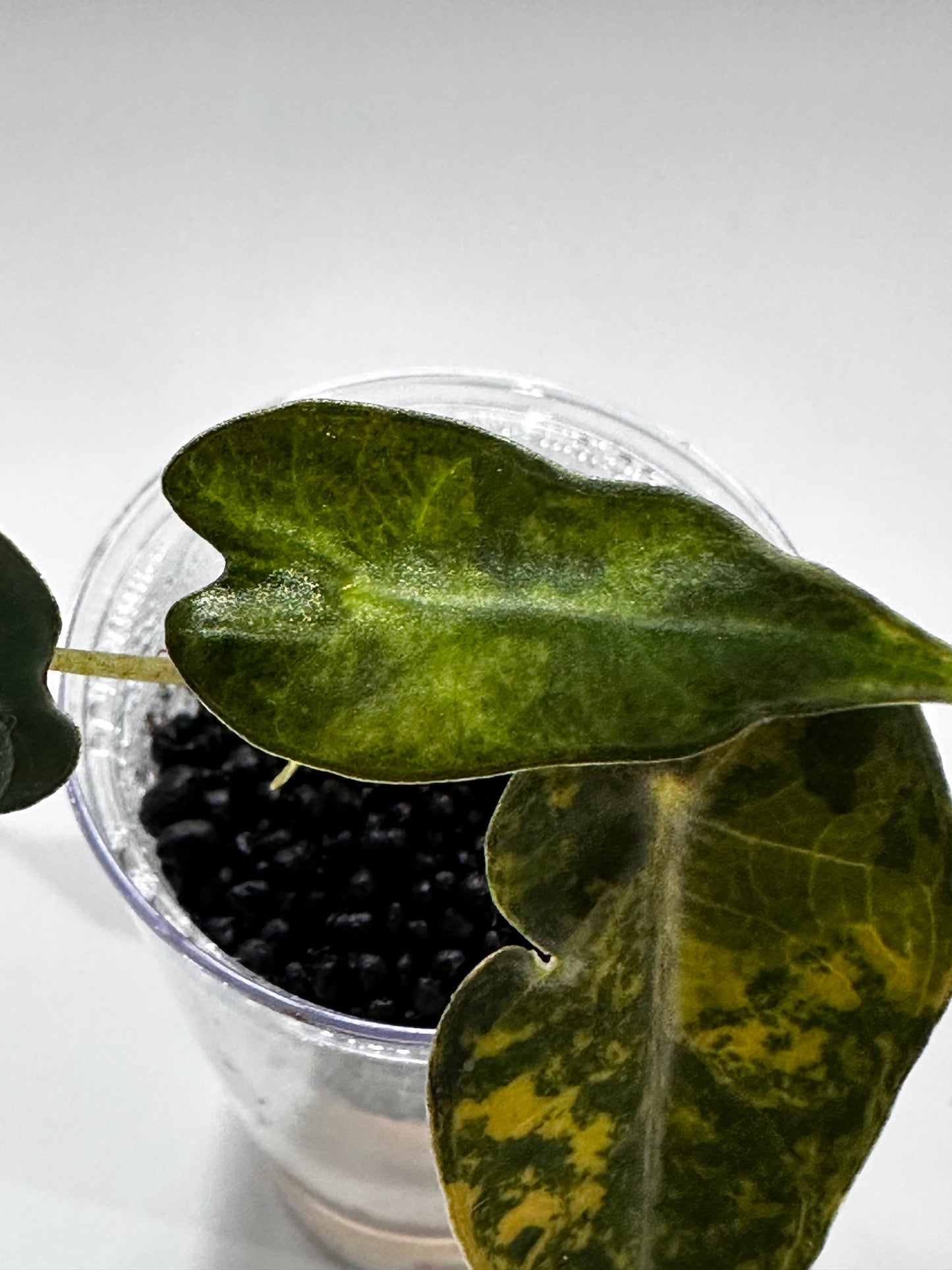 Alocasia Bambino Aurea