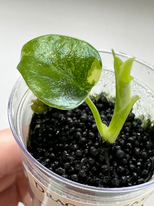 Alocasia 'Baginda'Dragon Scale Aurea