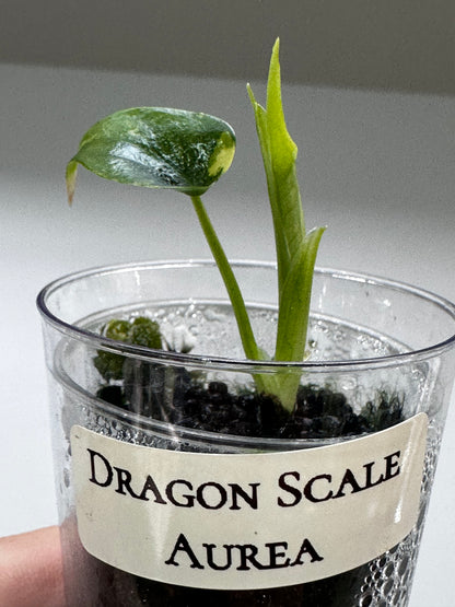 ALOCASIA 'BAGINDA' DRAGON SCALE AUREA