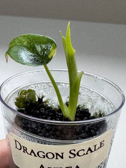 ALOCASIA 'BAGINDA' DRAGON SCALE AUREA