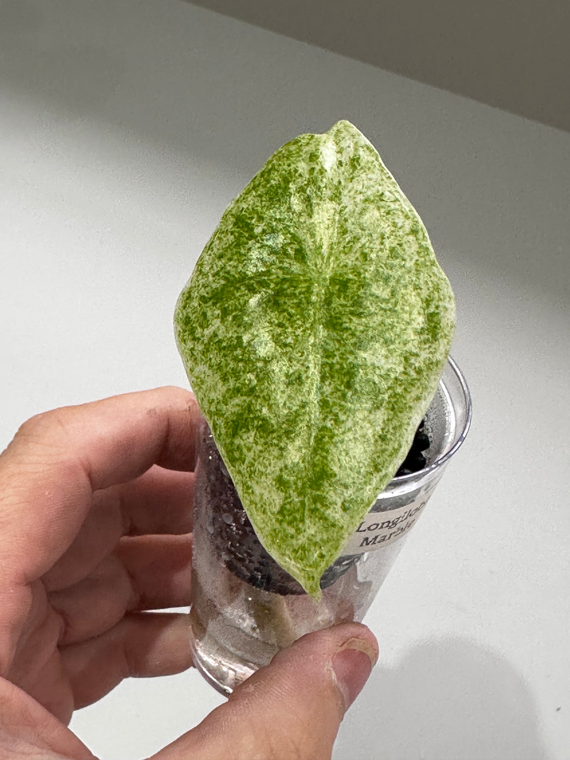 Alocasia longiloba Marble Variegated, cream and green speckling marbled across arrow-shaped leaves