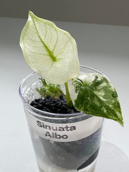 ALOCASIA SINUATA ALBO VARIEGATED