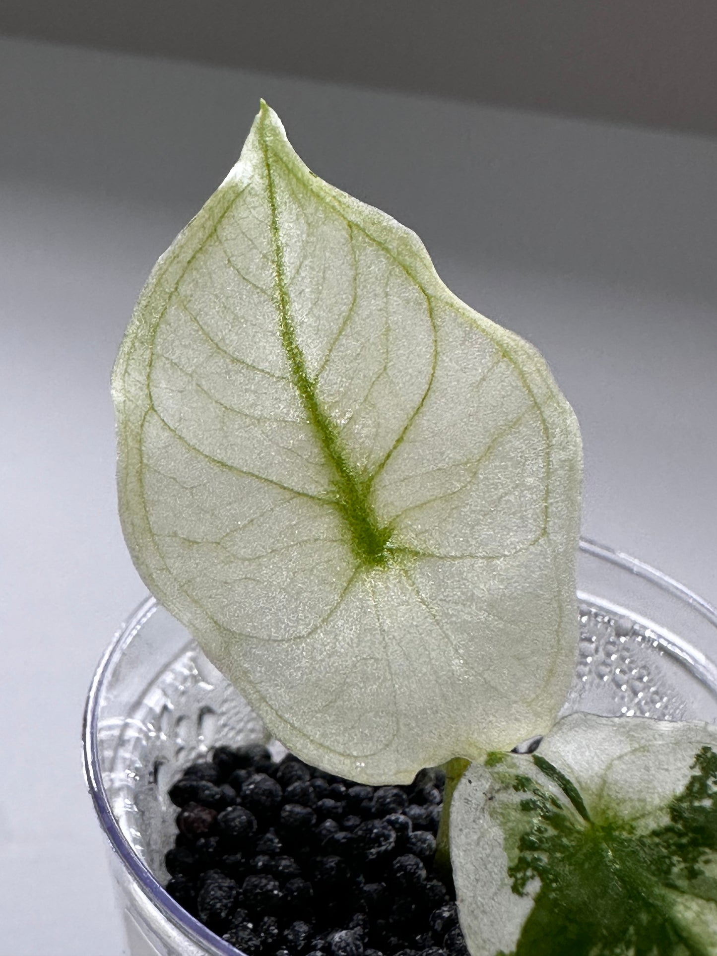 Alocasia Sinuata Albo Variegated