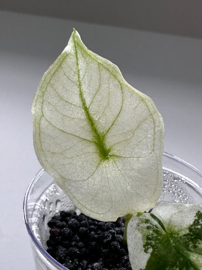 ALOCASIA SINUATA ALBO VARIEGATED