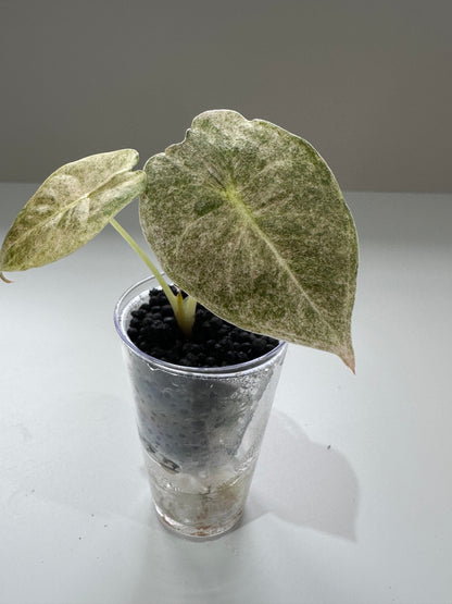 ALOCASIA GOLDEN BONE VARIEGATED