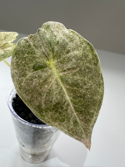 ALOCASIA GOLDEN BONE VARIEGATED