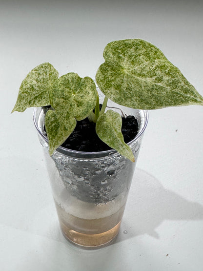 ALOCASIA GOLDEN BONE VARIEGATED