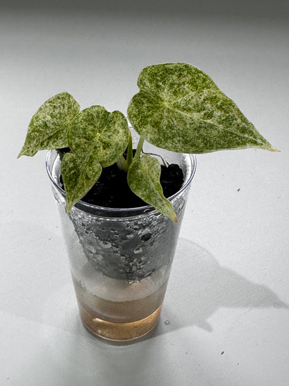 ALOCASIA GOLDEN BONE VARIEGATED