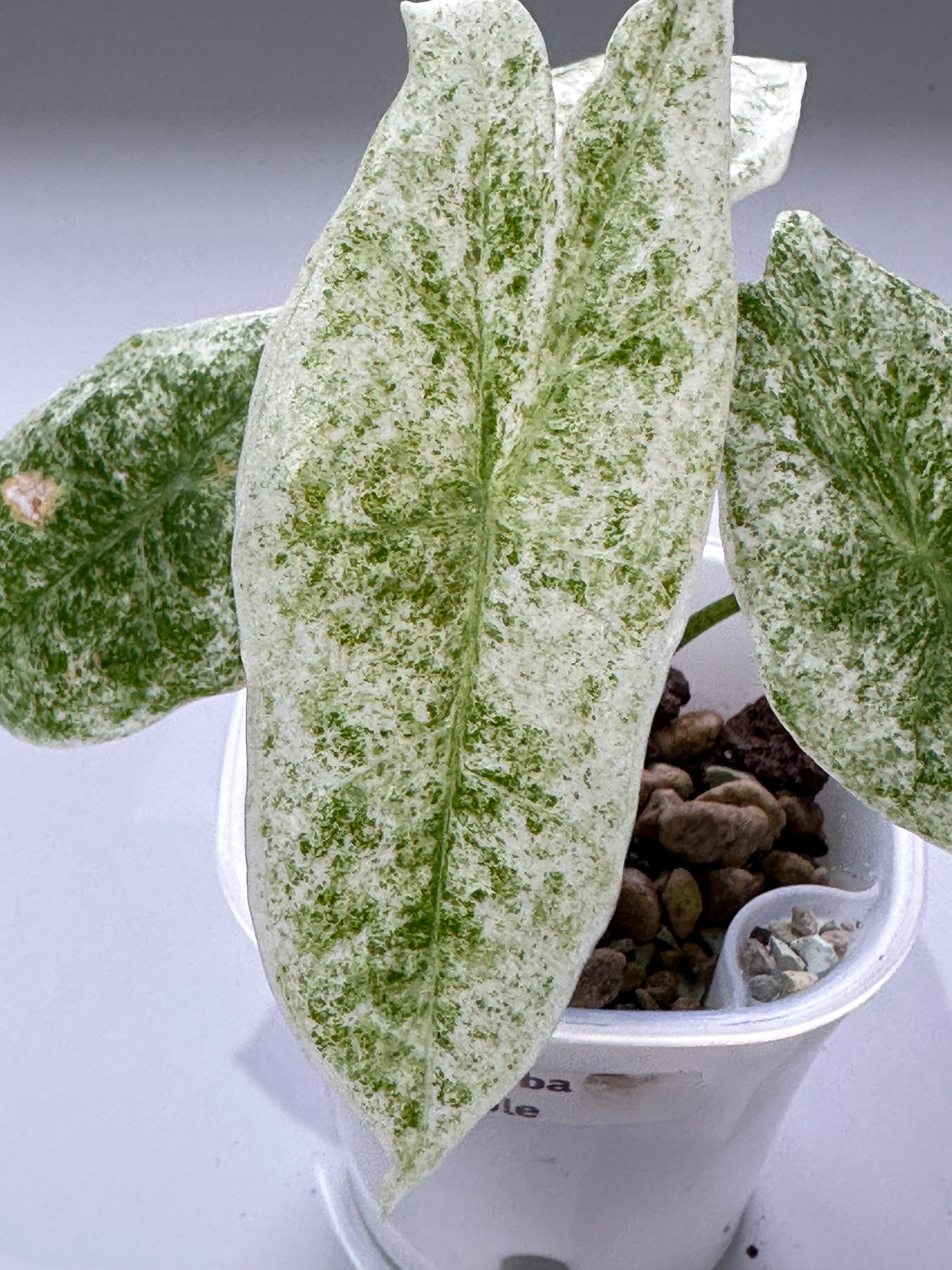 Alocasia longiloba Marble Variegated, cream and green speckling marbled across arrow-shaped leaves