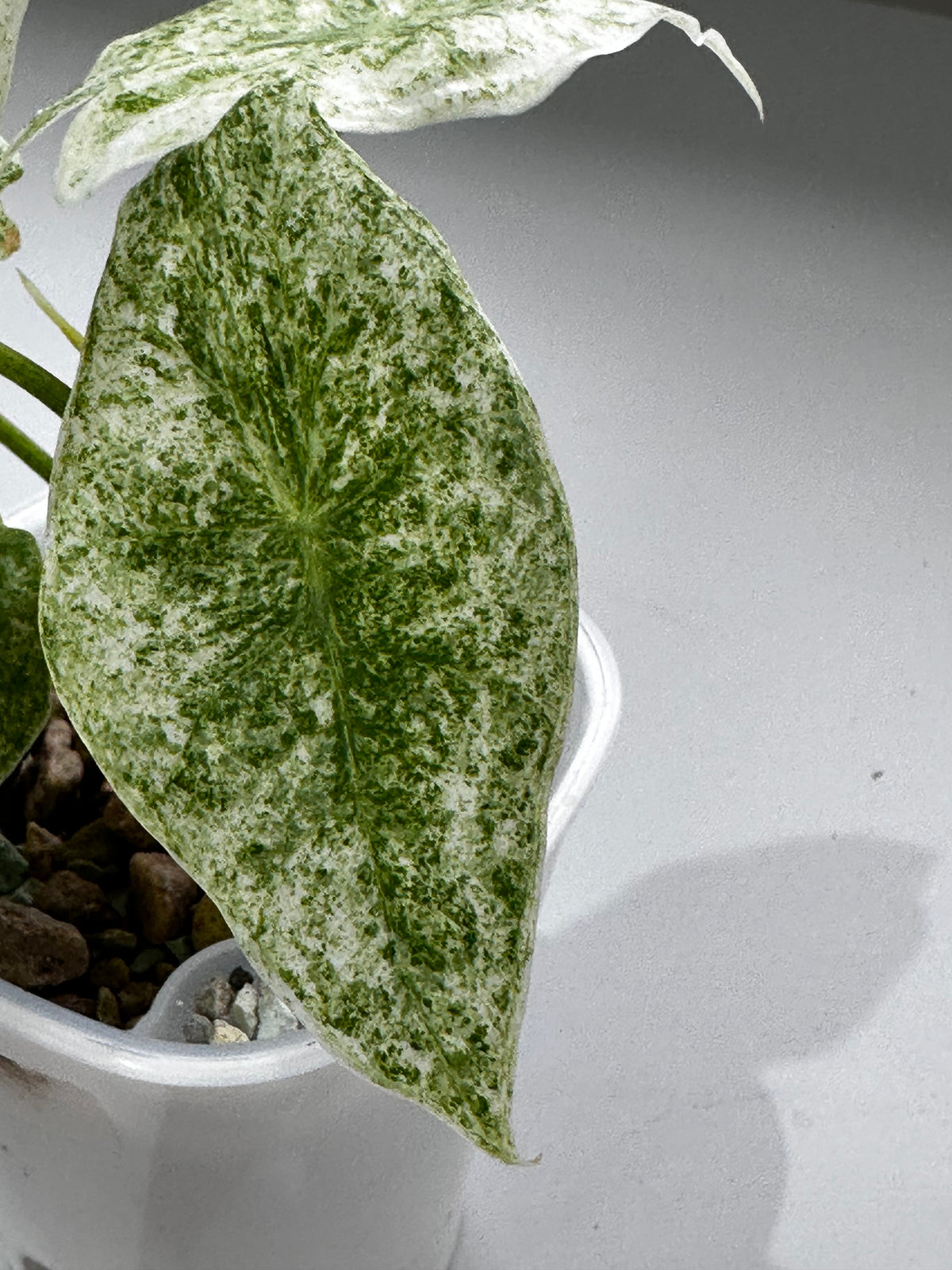 Alocasia longiloba Marble Variegated, cream and green speckling marbled across arrow-shaped leaves