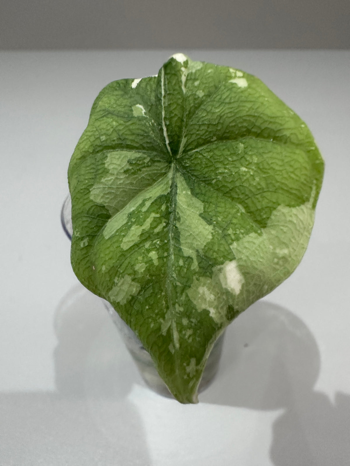 Alocasia melo Albo Variegated, brilliant white streaks against deep green on thick textured leaves