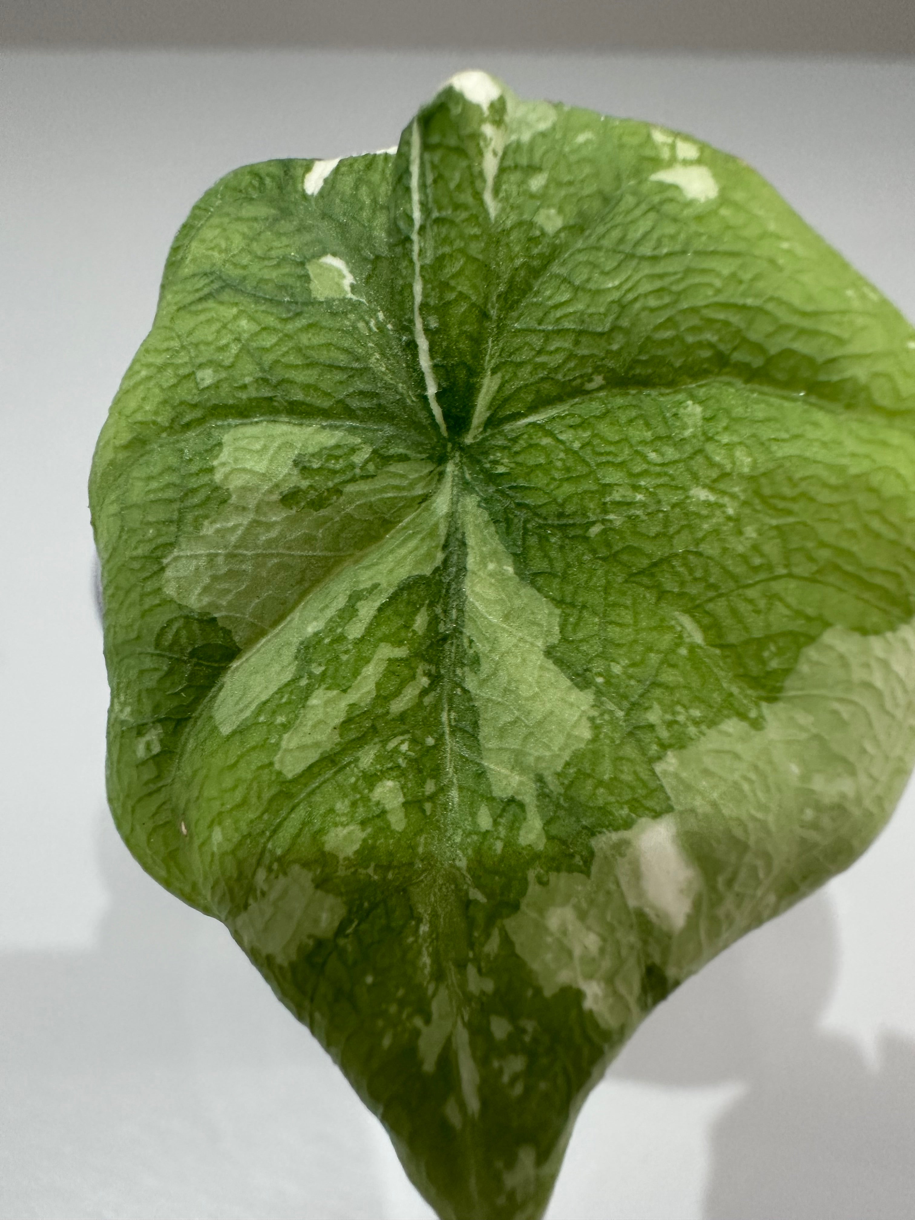 Alocasia Melo Albo Variegated – The Alocasia Company