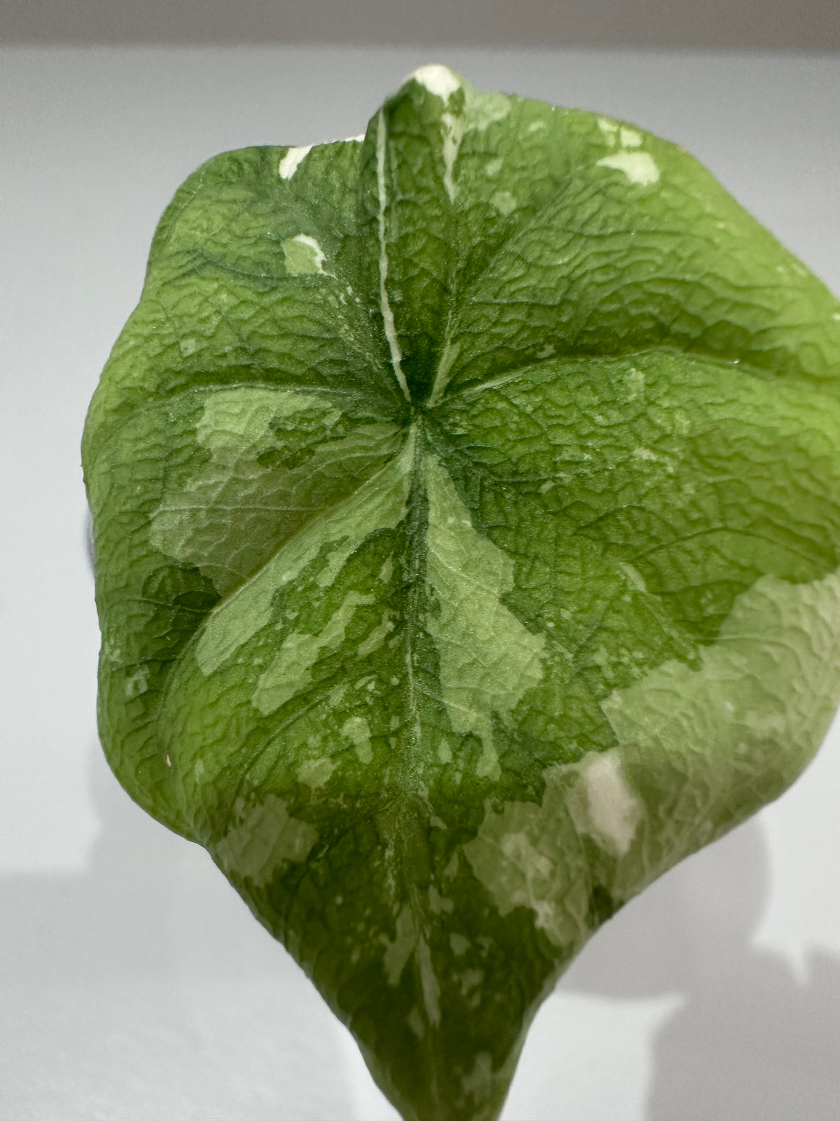 Alocasia melo Albo Variegated, brilliant white streaks against deep green on thick textured leaves