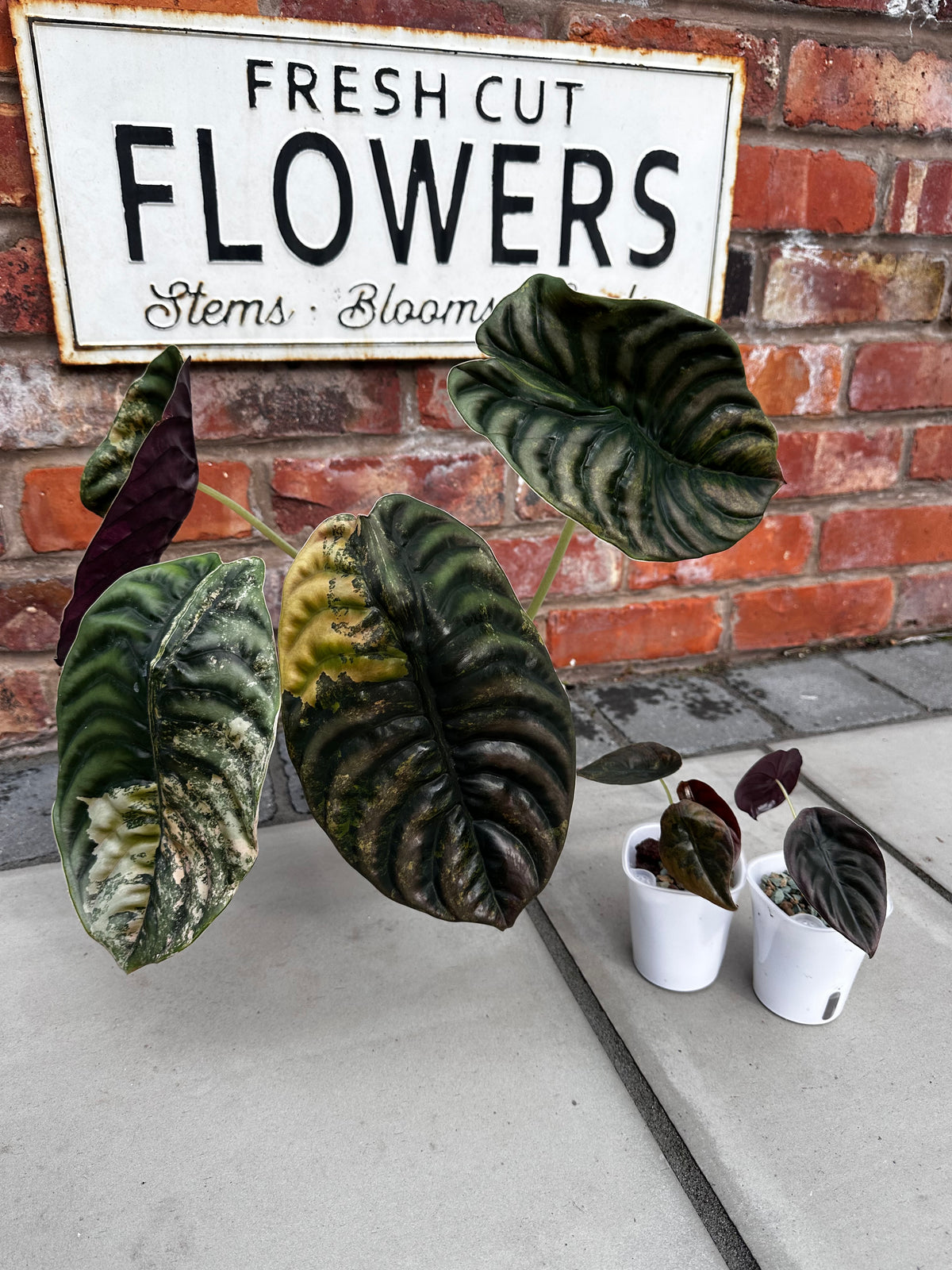 Alocasia cuprea 'Latte' Variegated, waxy thick leaves in metallic copper and latte tones