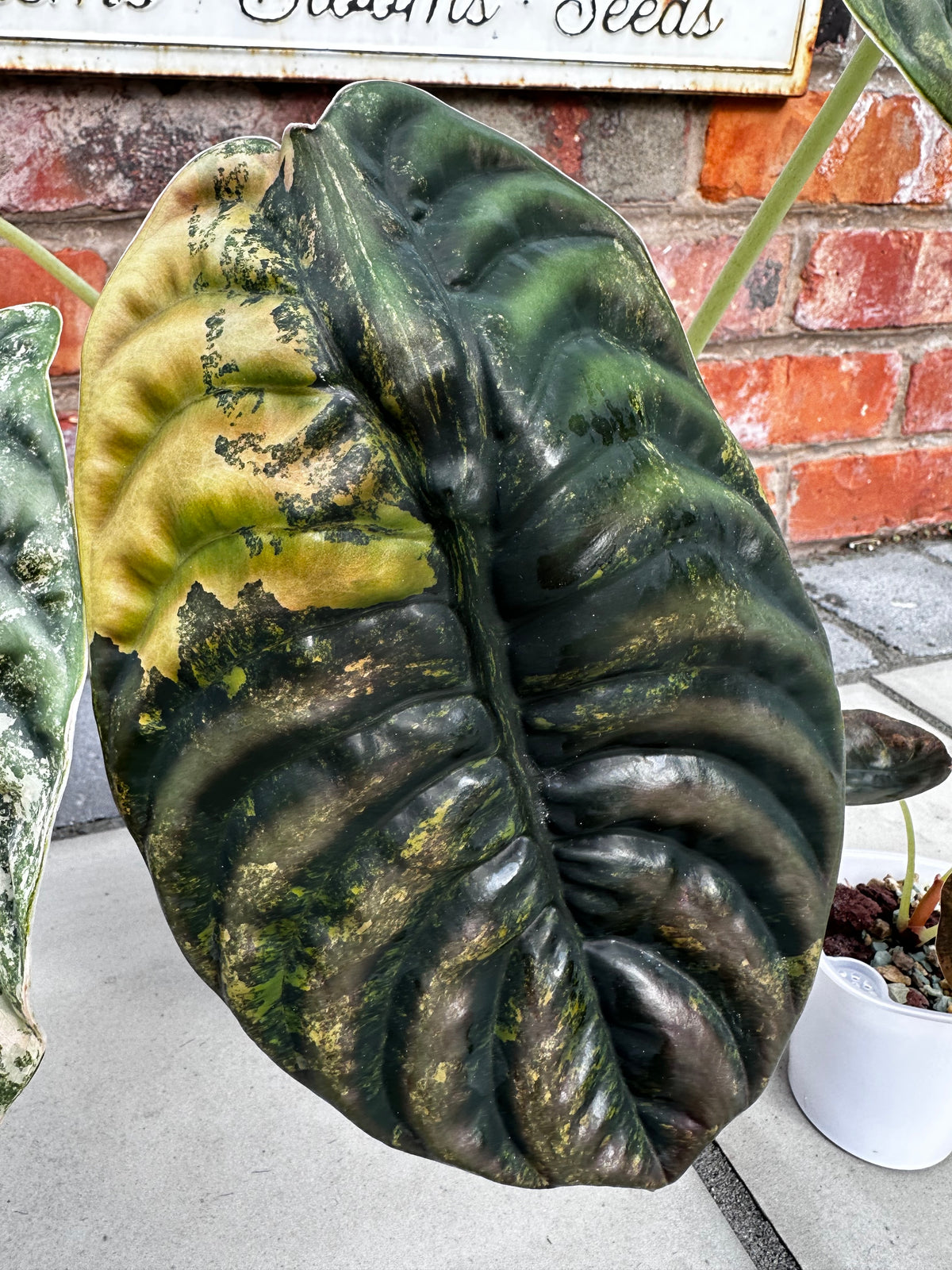 Alocasia cuprea 'Latte' Variegated, waxy thick leaves in metallic copper and latte tones