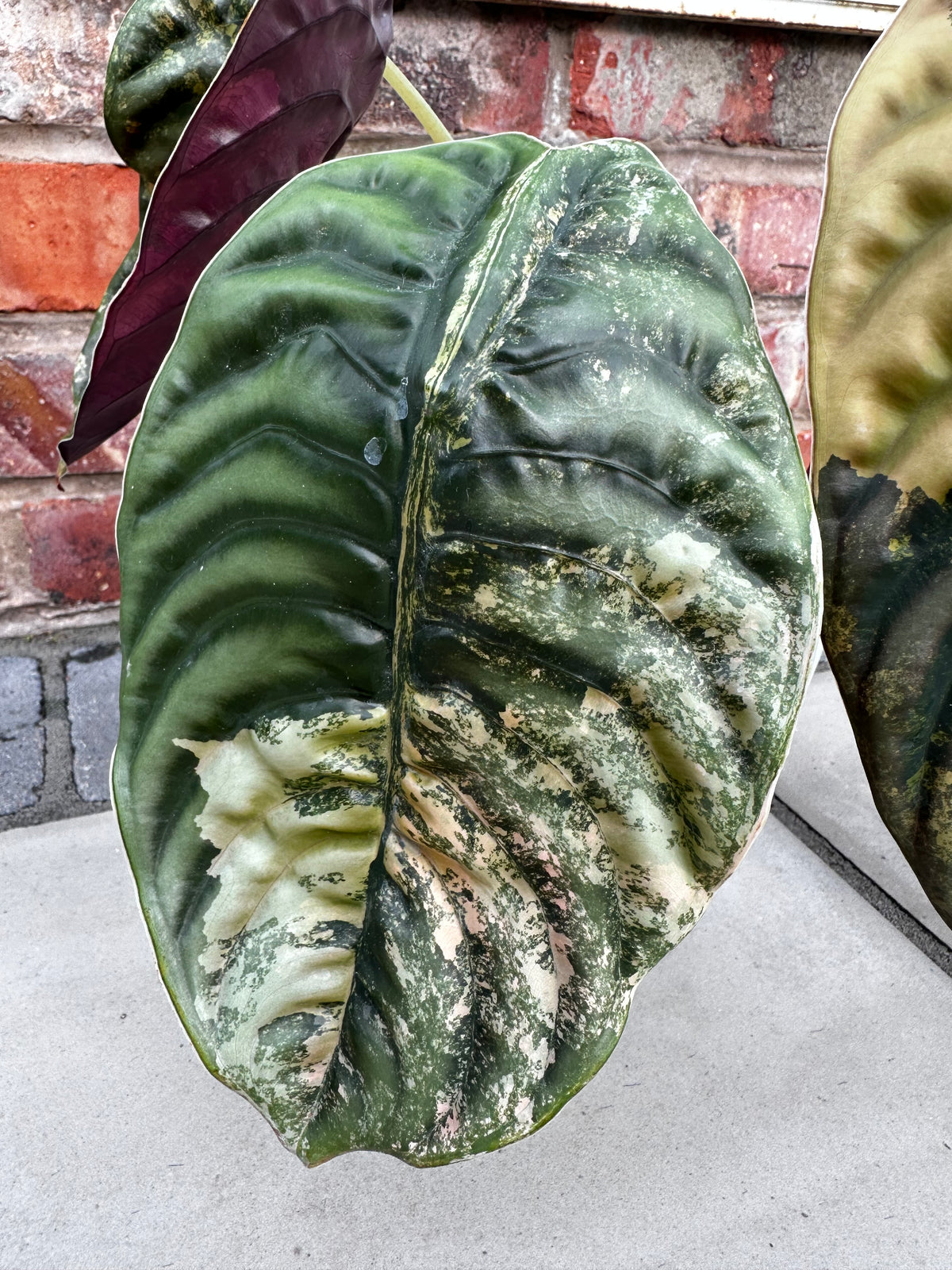 Alocasia cuprea 'Latte' Variegated, waxy thick leaves in metallic copper and latte tones