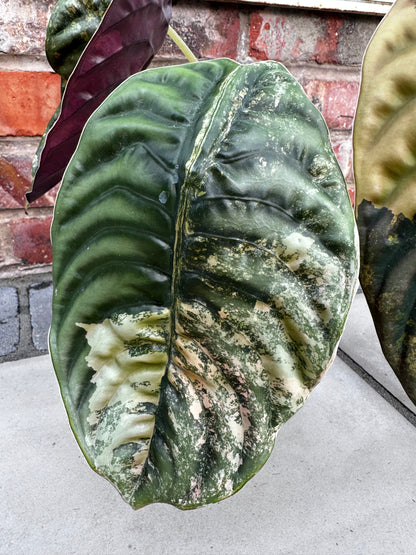ALOCASIA CUPREA LATTE VARIEGATED