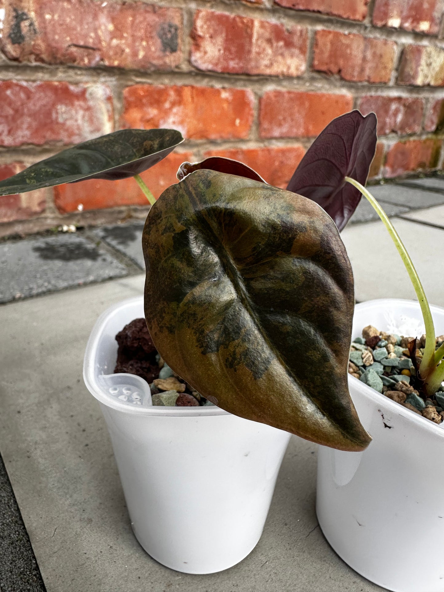 Alocasia Cuprea Latte Variegated