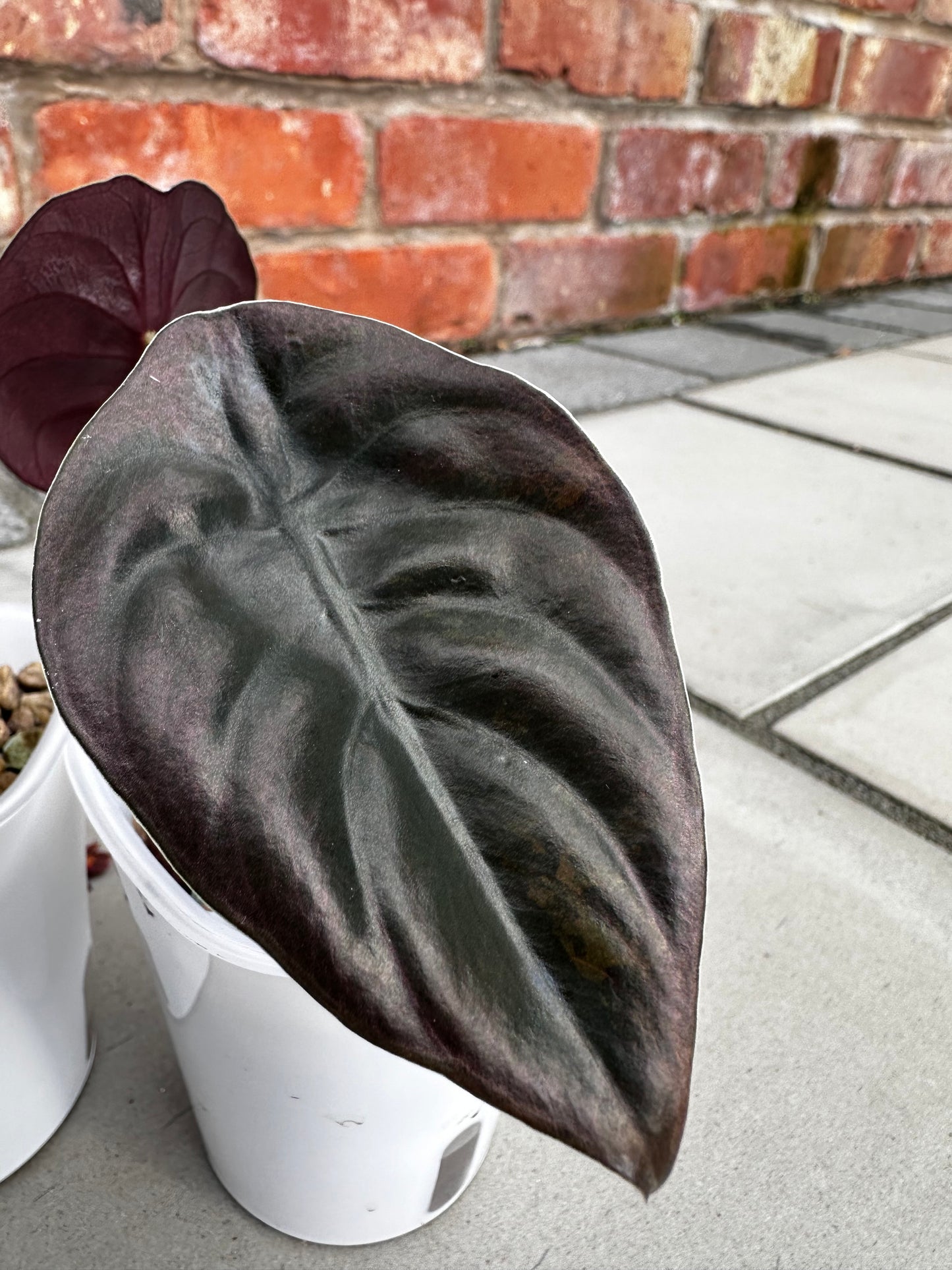 Alocasia Cuprea Latte Variegated