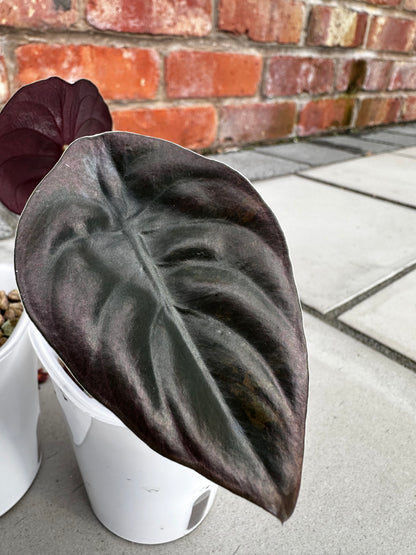 ALOCASIA CUPREA LATTE VARIEGATED