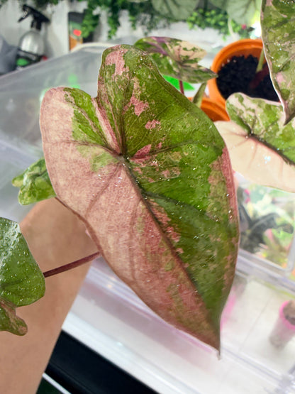 Alocasia 'Plumbea' Nigra Pink Variegated, dusky rose sectors and deep pink veining on dark foliage