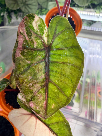 Alocasia 'Plumbea' Nigra Pink Variegated, dusky rose sectors and deep pink veining on dark foliage
