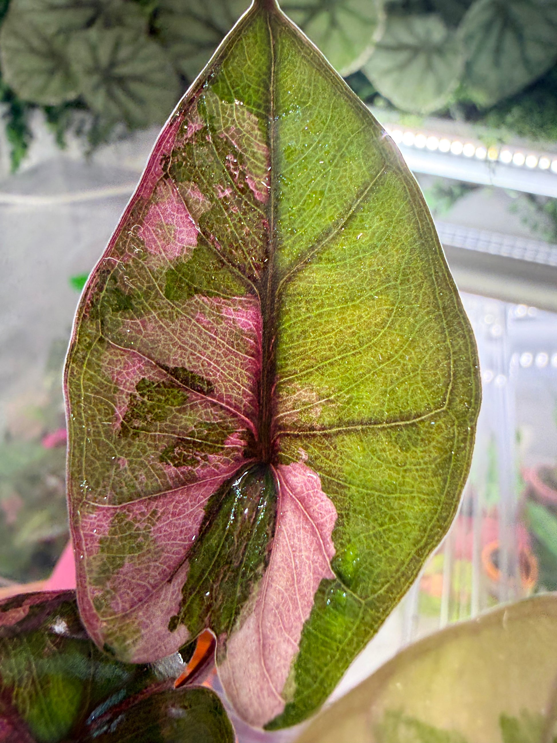 Alocasia 'Plumbea' Nigra Pink Variegated, dusky rose sectors and deep pink veining on dark foliage