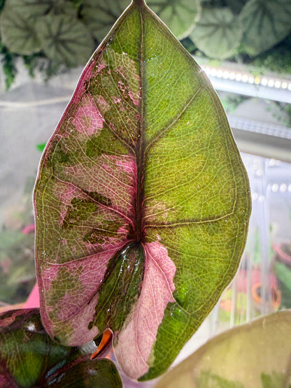 Alocasia 'Plumbea' Nigra Pink Variegated, dusky rose sectors and deep pink veining on dark foliage