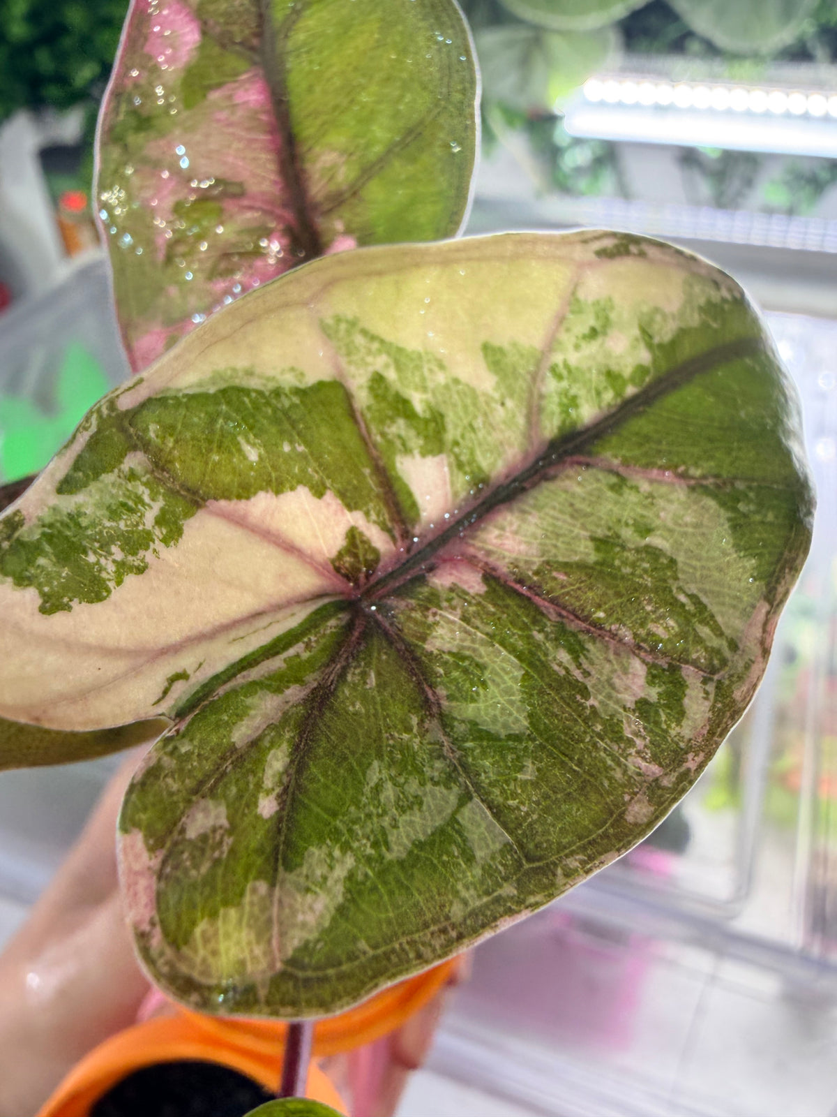 Alocasia 'Plumbea' Nigra Pink Variegated, dusky rose sectors and deep pink veining on dark foliage