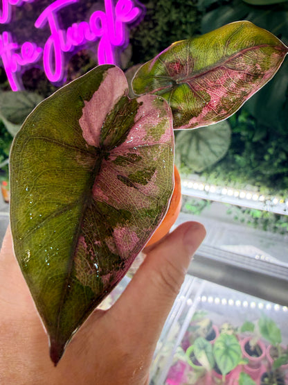 Alocasia 'Plumbea' Nigra Pink Variegated, dusky rose sectors and deep pink veining on dark foliage