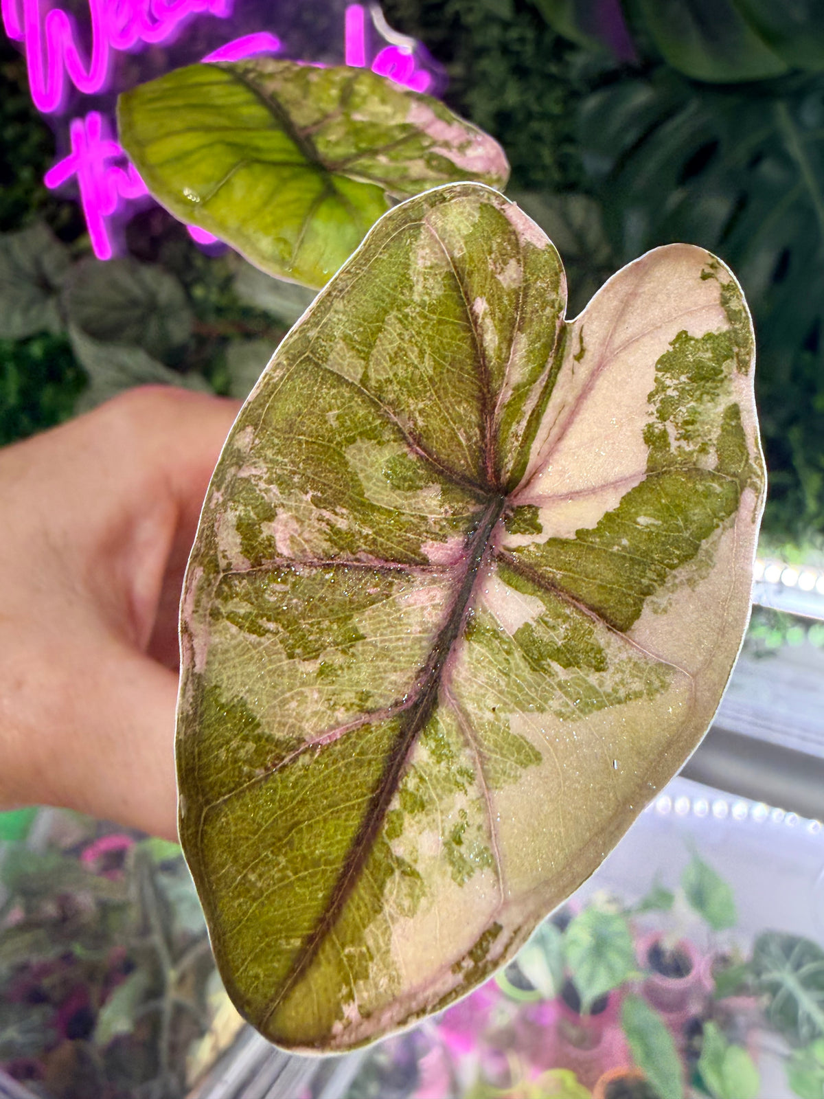 Alocasia 'Plumbea' Nigra Pink Variegated, dusky rose sectors and deep pink veining on dark foliage