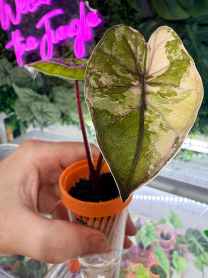 Alocasia 'Plumbea' Nigra Pink Variegated, dusky rose sectors and deep pink veining on dark foliage