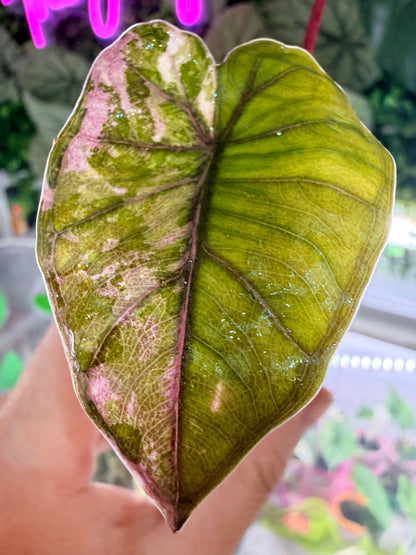 Alocasia 'Plumbea' Nigra Pink Variegated, dusky rose sectors and deep pink veining on dark foliage