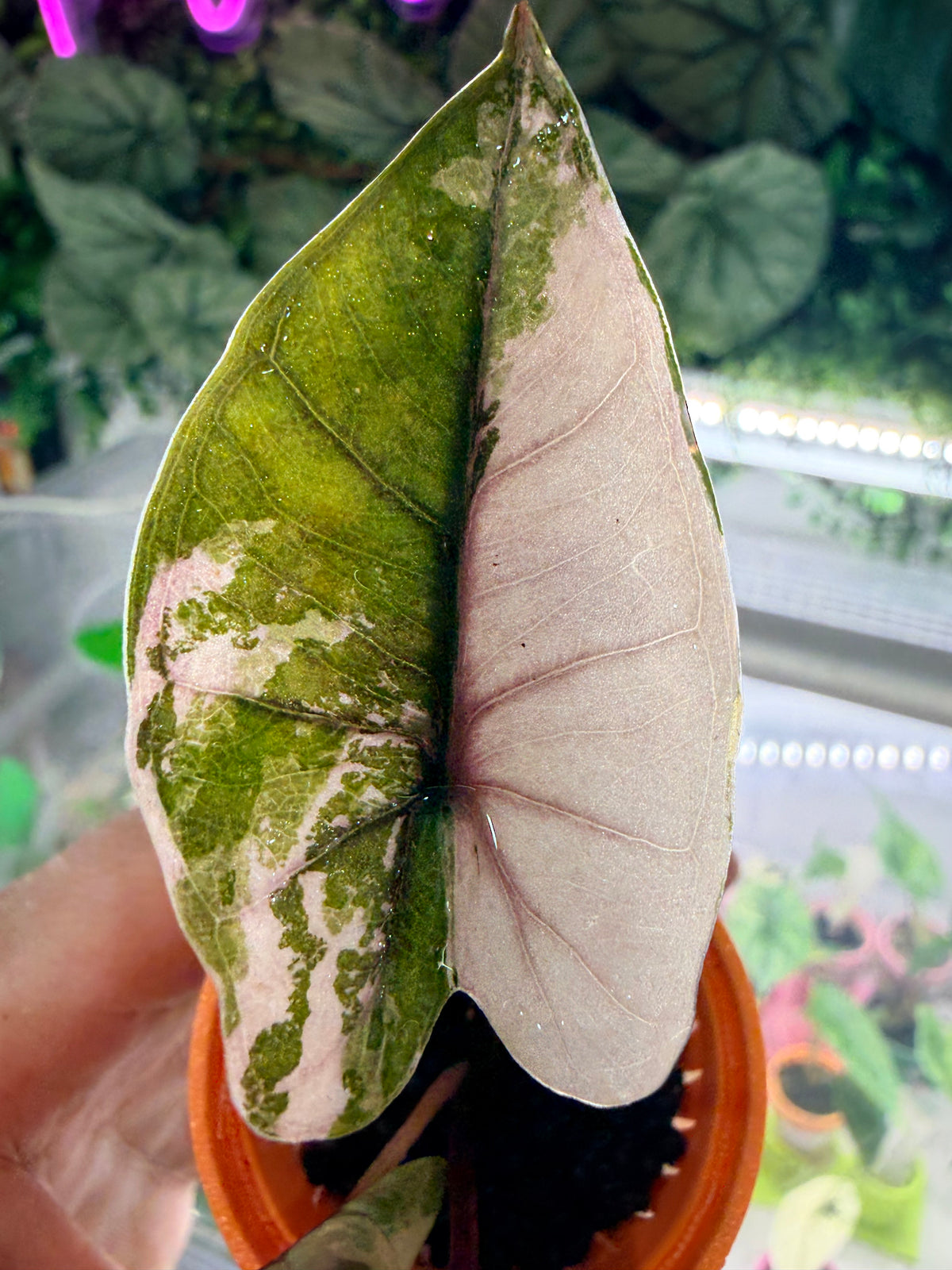 Alocasia 'Plumbea' Nigra Pink Variegated, dusky rose sectors and deep pink veining on dark foliage