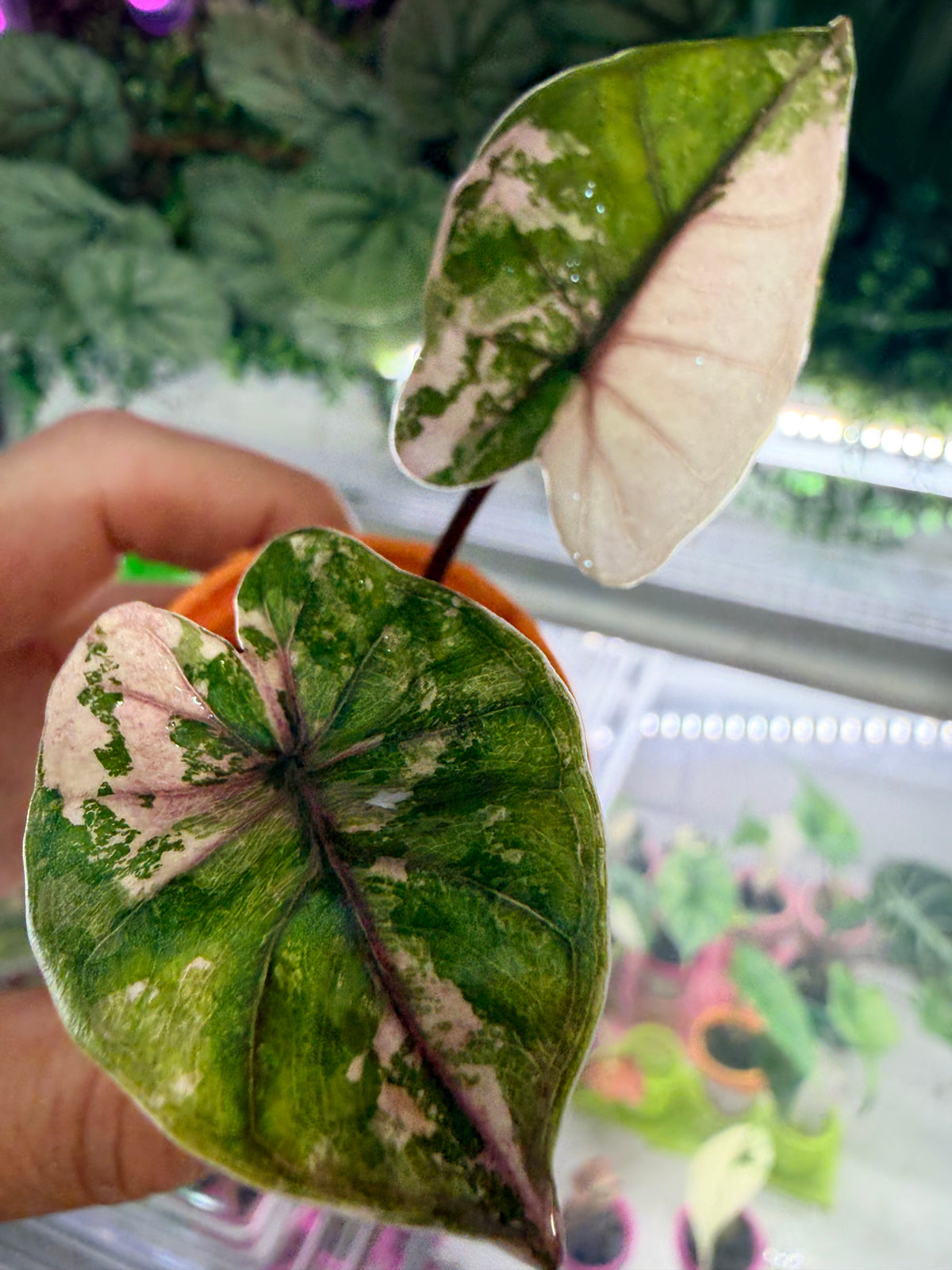 Alocasia 'Plumbea' Nigra Pink Variegated, dusky rose sectors and deep pink veining on dark foliage