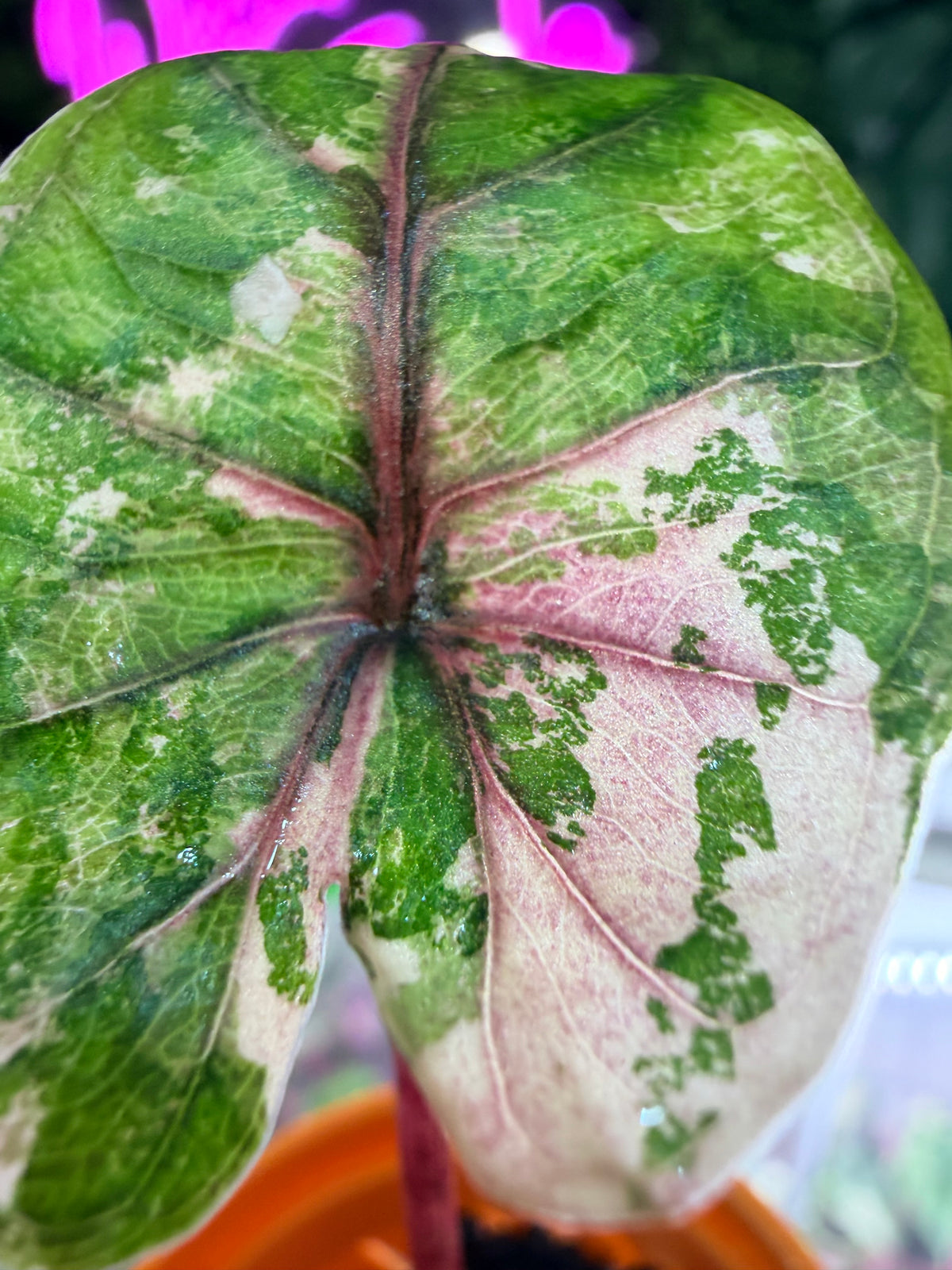 Alocasia 'Plumbea' Nigra Pink Variegated, dusky rose sectors and deep pink veining on dark foliage