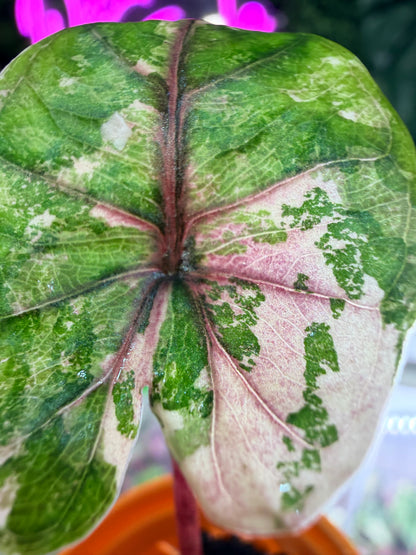 Alocasia 'Plumbea' Nigra Pink Variegated, dusky rose sectors and deep pink veining on dark foliage