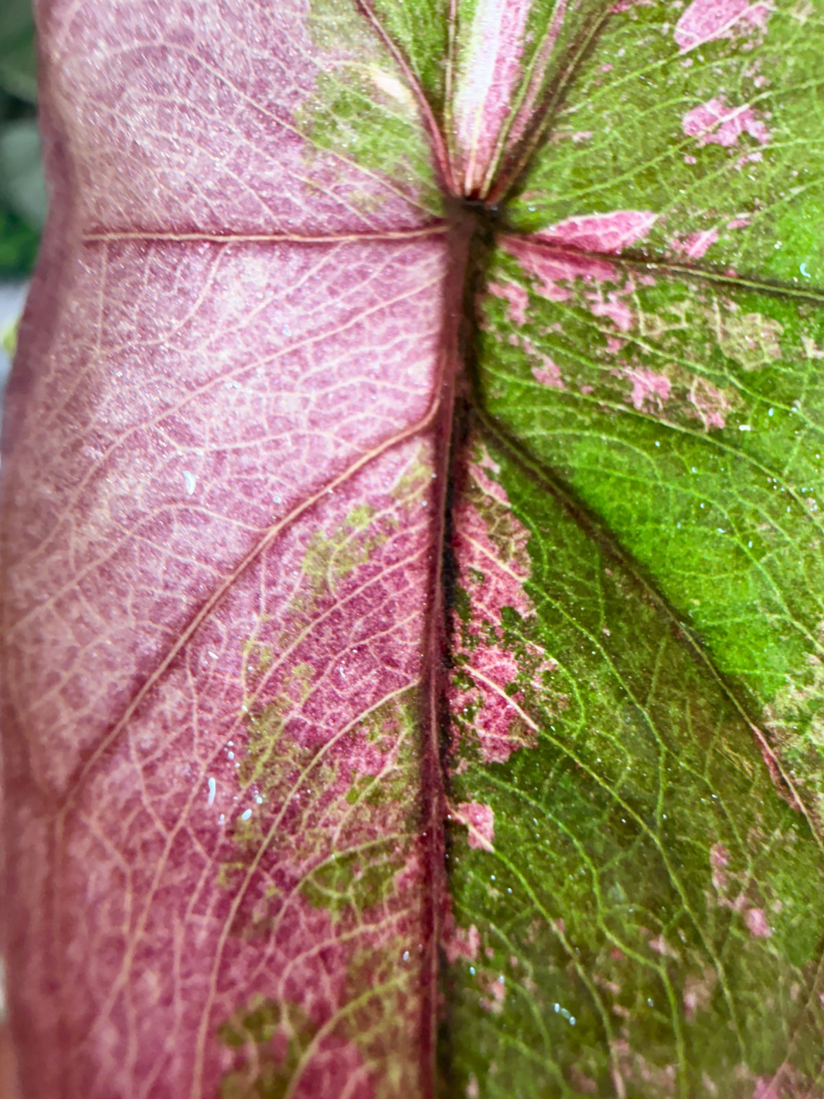 Alocasia 'Plumbea' Nigra Pink Variegated, dusky rose sectors and deep pink veining on dark foliage